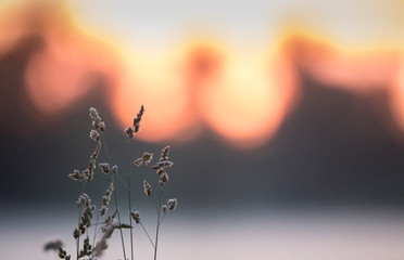 Isolated view on the heads of the grasses with the blurred mist in the meadow and sunset colored summer night sky