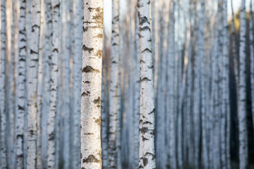 Details of the birch tree trunk pattern in the birch forest background