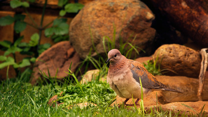 An image of a pigeon