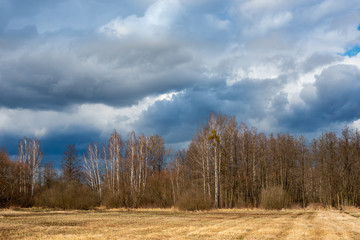 spring field, yellow trees and blue cloudy sky, landscape, background