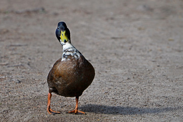 Einzelne watschelnde Ente mit Textfreiraum
