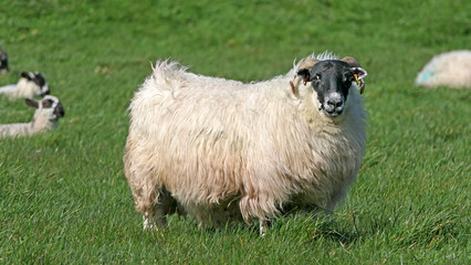 Sheep and lambs laying in the sun in a field Ireland