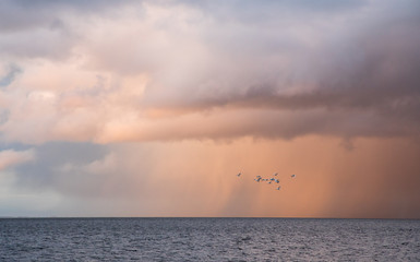 Flock of migrating Whooper Swans fly over sea with the sunset colored clouds with the snow and rain front approaching