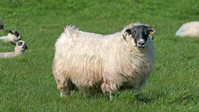 Sheep and lambs laying in the sun in a field Ireland