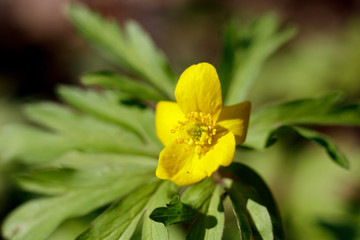 Ficaria verna lesser celandine or pilewort. Bright early yellow forest spring flower macro.