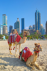 View on camels and Jumeirha beach in Dubai Marina, United Arab Emirates