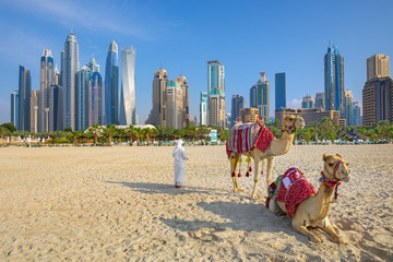 Naklejka premium View on camels and Jumeirha beach in Dubai Marina, United Arab Emirates