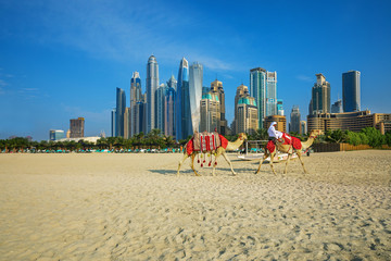 Obraz premium View on camels and Jumeirha beach in Dubai Marina, United Arab Emirates