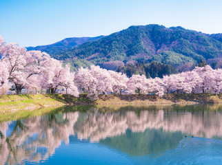 信州の桜風景