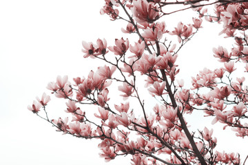 Blurry image of branches of magnolia tree with a big pink flowers. Botanical background, blurred shot, pink colors. Abstract nature background. Magnolia tree, cropped shot.

