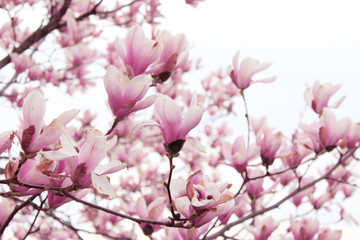 Blurry image of branches of magnolia tree with a big pink flowers. Botanical background, blurred shot, pink colors. Abstract nature background. Magnolia tree, cropped shot.
