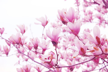 Blurry image of branches of magnolia tree with a big pink flowers. Botanical background, blurred...