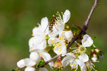 Pszczoła zapylająca kwiaty i zbierająca pyłek z kwitnącego drzewa wiśni