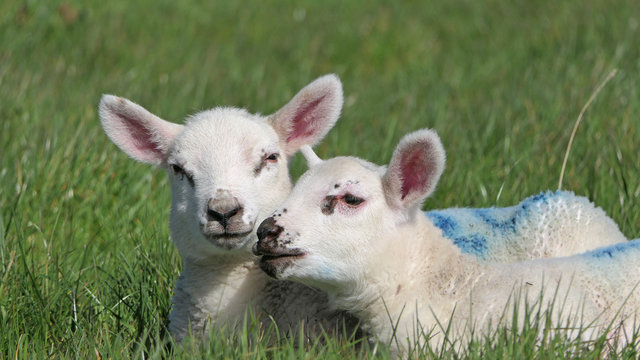 Sheep and lambs laying in the sun in a field Ireland
