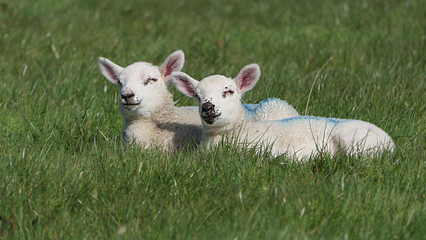 Sheep and lambs laying in the sun in a field Ireland © Peter Steele