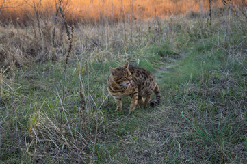 A Bengal cat walks along the path and looks around.