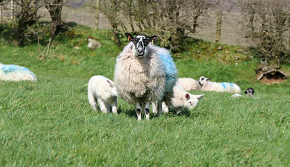 Sheep and lambs laying in the sun in a field Ireland