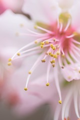 Fototapeta na wymiar closeup of an almond flower