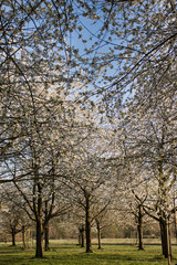 Hiroshima Hain Hannover