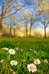 Gänseblümchen auf einer Wiese