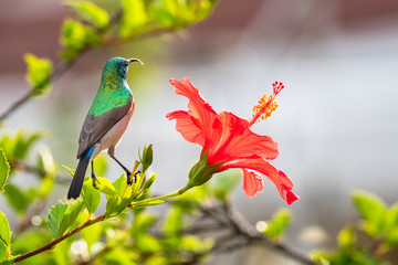 Male Double-Collared Sunbird