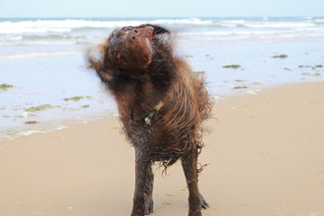Brauner Flat Coated Retriever sch&uuml;ttelt sich am Strand