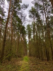 trees in the forest