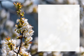 White blossom tree blurred background