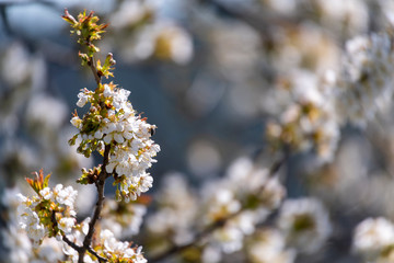 White blossom tree blurred background