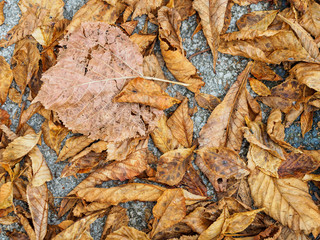 autumn leaves on the ground