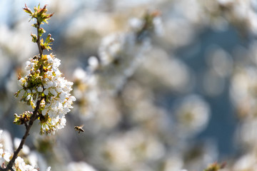 White blossom tree blurred background