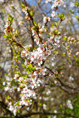 Flowering felt (Chinese) cherries (Prunus tomentosa L.)