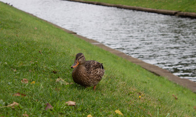 duck walks in the park