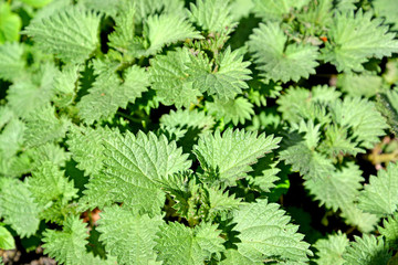 A background of young nettle leaves is duodomous (Urtica dioica L.). Spring