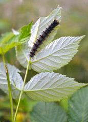 Caterpillar of unpaired silkworm (Lymantria dispar Linnaeus) eats raspberry leaf