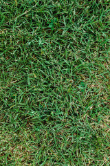 Green grass in the stadium