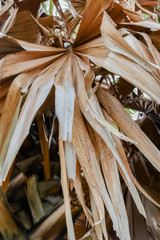 The leaves of the sugar palm