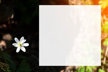 White anemone early spring flowers