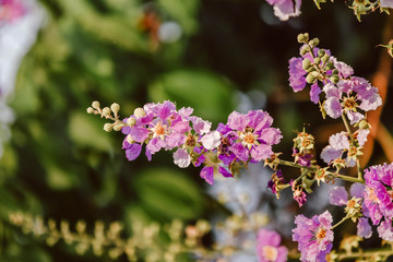 Flowers are bright and beautiful in nature.