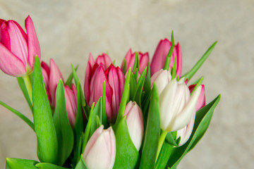 Bouquet of fresh tulip flowers on a beige background.