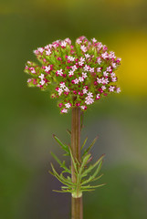 Macrophotographie de fleur sauvage - Centranthe chausse-trape - Centranthus calcitrapae