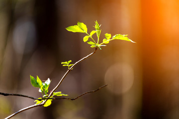Closeup nature view green leaf on blurred background