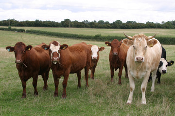 Naklejka na ściany i meble A herd of cows in a field in the UK