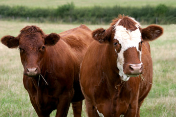 Naklejka na ściany i meble Cattle in a field in the UK