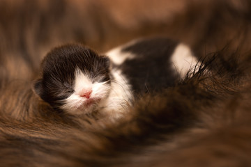 Britisch Kurzhaar und Langhaar Kitten in chocolate und black-white 