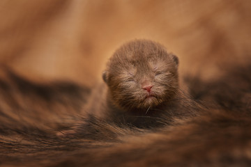 Britisch Kurzhaar und Langhaar Kitten in chocolate und black-white 