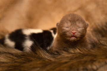 Britisch Kurzhaar und Langhaar Kitten in chocolate und black-white 