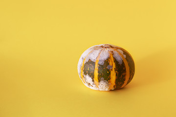 Moldy pumpkin on a yellow background with copy space. Ugly food. Front view