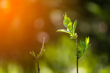 Closeup nature view green leaf on blurred background