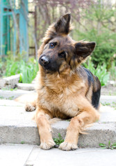 Portrait of a Curious German Shepherd dog. Purebred dog laying on a yard.